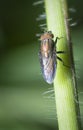 Close shot of the locust blowfly Royalty Free Stock Photo