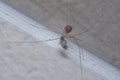 Close shot of the long-bodied cellar spider Royalty Free Stock Photo