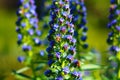 Close shot of a long cone shaped deep purple and green flower with honey bees Royalty Free Stock Photo