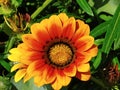 Close shot of a lush orange and red flower with a deep green background