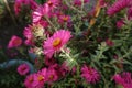 Close shot of magenta-colored flower of Michaelmas daisies in mid October Royalty Free Stock Photo