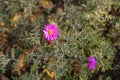 Close shot of magenta colored flowers of Michaelmas daisies Royalty Free Stock Photo