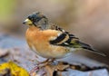 Close shot of Male Brambling sitting on barky trunk in autumn migration season Royalty Free Stock Photo