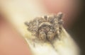 Close shot of the Male Neoscona spider Royalty Free Stock Photo