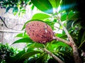 Sapota plant fruit infestation by mealy bugs and ants