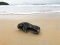 Close shot of old black men`s shoe on a beach covered with shells Royalty Free Stock Photo