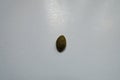 Close shot of one kernel of pumpkin seed Royalty Free Stock Photo