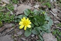 Close shot of one yellow flower of ficaria verna