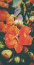 A close shot of an orange color Kalanchoe flowers