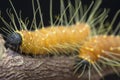 Close shot of orange colored jezebel caterpillar.