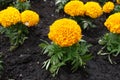 Close shot of orange flower head of Tagetes erecta