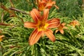 Close shot of orange flowers of Hemerocallis fulva Royalty Free Stock Photo