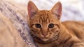 Close Shot of Orange Tabby Cat Royalty Free Stock Photo