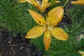 Close shot of orange and yellow flower of lily in June Royalty Free Stock Photo