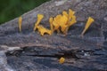 Close shot of the orangish dacryopinax spathularia fungi.