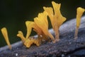 Close shot of the orangish dacryopinax spathularia fungi.