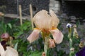 Close shot of pale orange flower of bearded iris