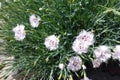 Close shot of pink flowers of Dianthus Royalty Free Stock Photo