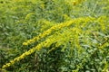 Close shot of panicles of yellow flowers of Solidago canadensis