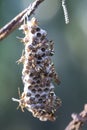 Close shot of paper wasp bees and nest on the rusted barbwired.