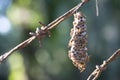 Close shot of paper wasp bees and nest on the rusted barbwired.