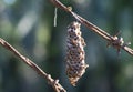 Close shot of paper wasp bees and nest on the rusted barbwired.