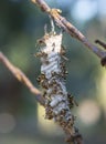 Close shot of paper wasp bees and nest on the rusted barbwired.