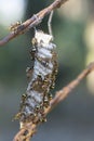 Close shot of paper wasp bees and nest on the rusted barbwired.