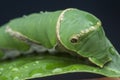 Close shot of papilio demoleus caterpillar. Royalty Free Stock Photo