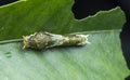 Close shot of papilio demoleus caterpillar. Royalty Free Stock Photo