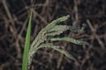 close shot of the paspalum stalk seed stem. Royalty Free Stock Photo