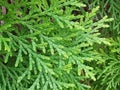Close shot patterns of Platycladus orientalis leaves. Royalty Free Stock Photo
