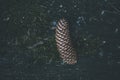 Close shot of a pine cone on the ground with a blurred background Royalty Free Stock Photo