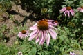 Close shot of pink flower of Echinacea purpurea