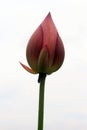 Close shot of the pink Lotus flower Royalty Free Stock Photo