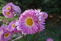 Close shot of pink and white flowers of semidouble Chrysanthemums Royalty Free Stock Photo
