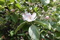 Close shot of pinkish white flowers of quince in May Royalty Free Stock Photo