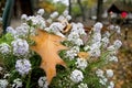 Close shot of a plant in the autumn in the park