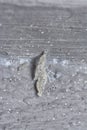 close shot of the plaster bagworm. Royalty Free Stock Photo