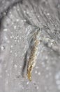 close shot of the plaster bagworm. Royalty Free Stock Photo