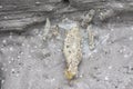 close shot of the plaster bagworm. Royalty Free Stock Photo