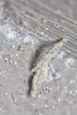 close shot of the plaster bagworm. Royalty Free Stock Photo
