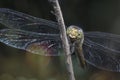 Close shot of potamarcha congener dragonfly Royalty Free Stock Photo