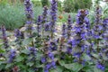 Close shot of purple flowers of Ajuga reptans