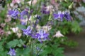 Close shot of purple flowers of Aquilegia vulgaris Royalty Free Stock Photo