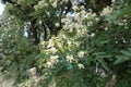 Close shot of raceme of flowers of Sophora japonica