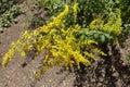 Close shot of raceme of yellow flowers of Solidago canadensis