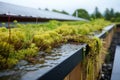 close shot of rainwater trickling across a green roof