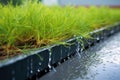 close shot of rainwater trickling across a green roof