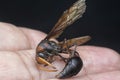 Close shot of red black hornet Royalty Free Stock Photo